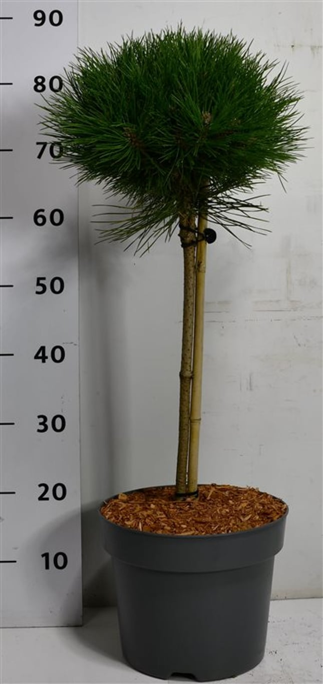 Pinus nigra 'Pierrick Brégeon' - 40 CM Stem C7.5